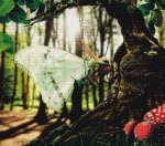 (image for) Lady Butterfly